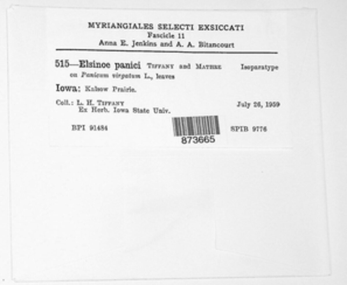 Elsinoe panici image